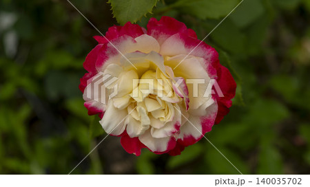 rose rose 140035702