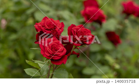 rose rose 140035718
