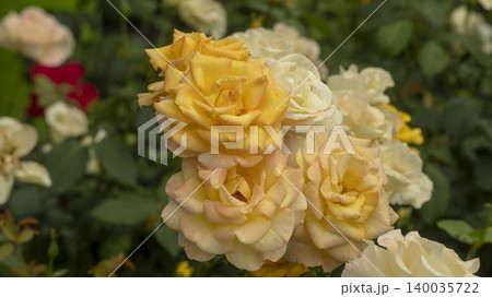 rose 140035722