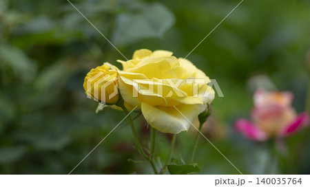 rose rose 140035764