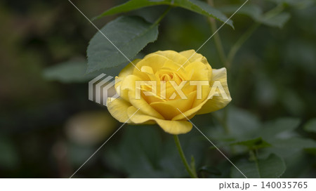 rose rose 140035765