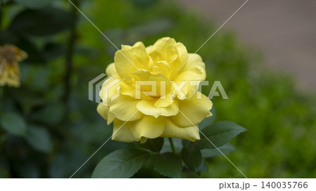 rose 140035766