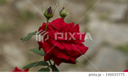 rose rose 140035775