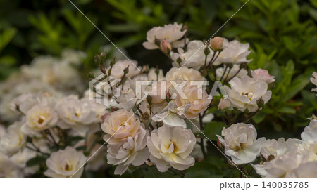 rose 140035785