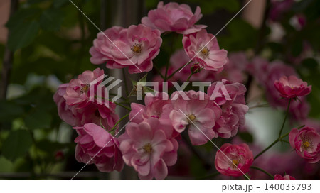 rose rose 140035793