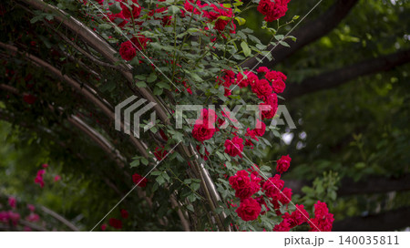 rose rose 140035811
