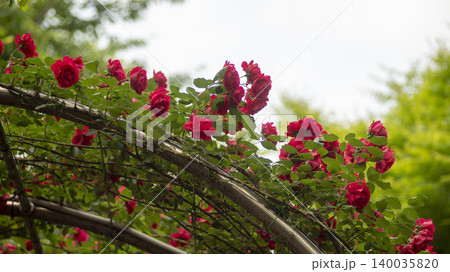 rose rose 140035820