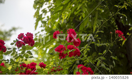rose rose 140035826