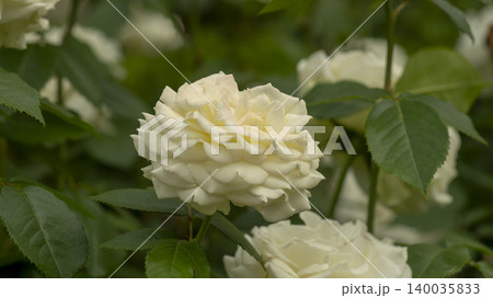 rose 140035833