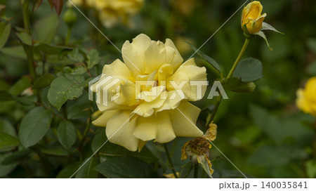 rose rose 140035841