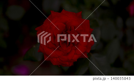 rose 140035843