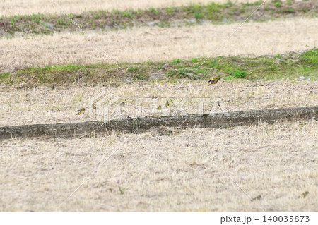 カワラヒワ カワラヒワ 140035873