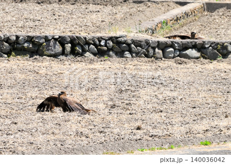 里山のトビ(鳶、トンビ) 里山のトビ(鳶、トンビ) 140036042