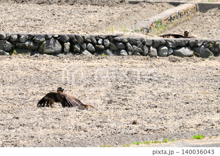 里山のトビ(鳶、トンビ) 里山のトビ(鳶、トンビ) 140036043