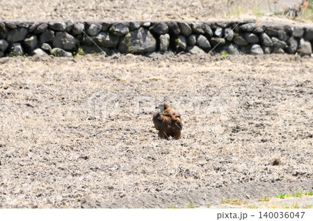 里山のトビ(鳶、トンビ) 里山のトビ(鳶、トンビ) 140036047