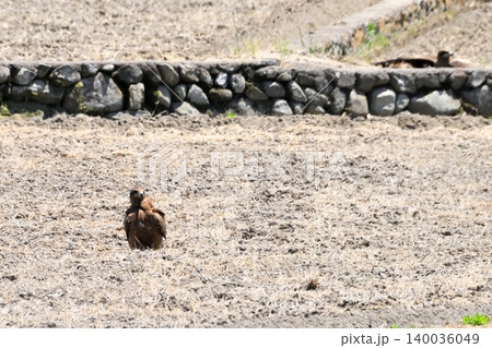 里山のトビ(鳶、トンビ) 里山のトビ(鳶、トンビ) 140036049