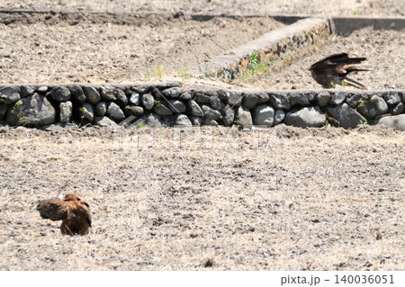 里山のトビ(鳶、トンビ) 里山のトビ(鳶、トンビ) 140036051