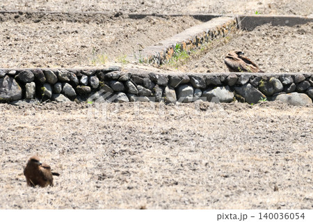 里山のトビ(鳶、トンビ) 里山のトビ(鳶、トンビ) 140036054