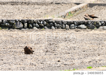 里山のトビ(鳶、トンビ) 里山のトビ(鳶、トンビ) 140036055