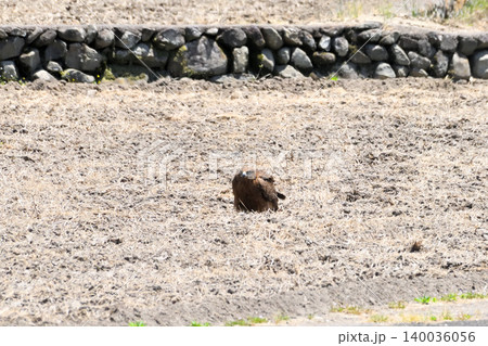 里山のトビ(鳶、トンビ) 里山のトビ(鳶、トンビ) 140036056