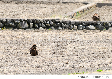 里山のトビ(鳶、トンビ) 里山のトビ(鳶、トンビ) 140036059