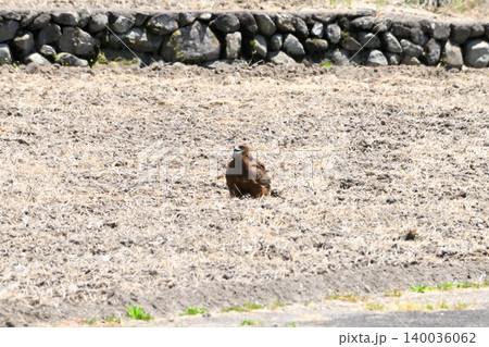 里山のトビ（鳶、トンビ） 140036062