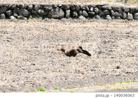 里山のトビ（鳶、トンビ） 140036063