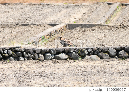 里山のトビ(鳶、トンビ) 里山のトビ(鳶、トンビ) 140036067