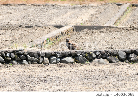 里山のトビ(鳶、トンビ) 里山のトビ(鳶、トンビ) 140036069