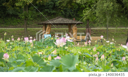 lotus lotus 140036435