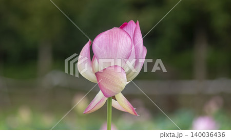 lotus lotus 140036436