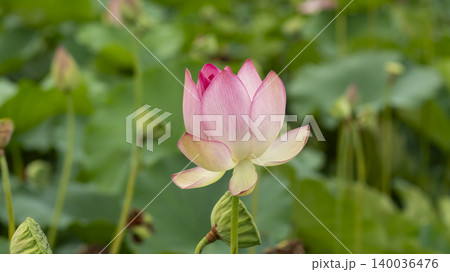 lotus 140036476