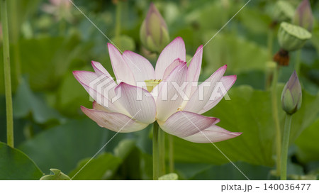 lotus lotus 140036477