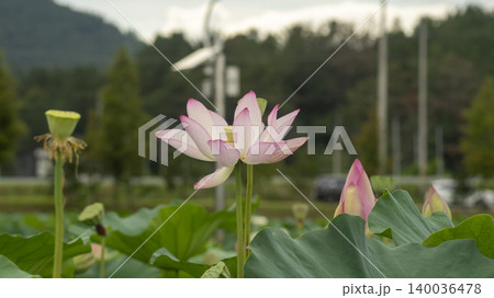 lotus lotus 140036478