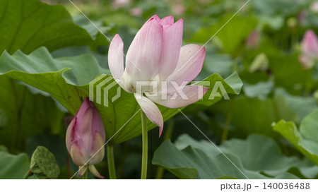 lotus lotus 140036488