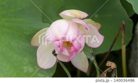 lotus lotus 140036496
