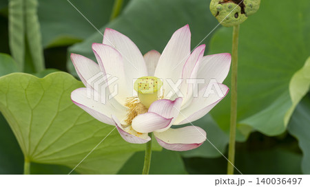 lotus 140036497