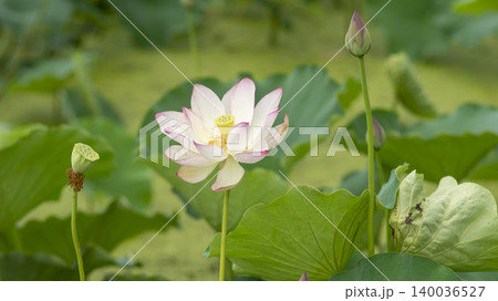 lotus 140036527