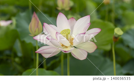 lotus 140036535