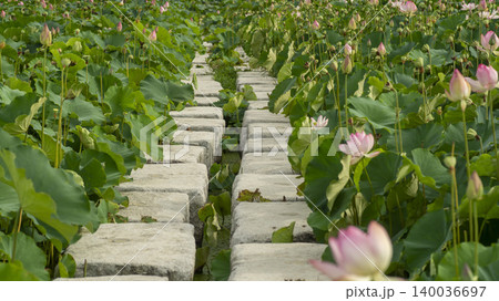 lotus 140036697