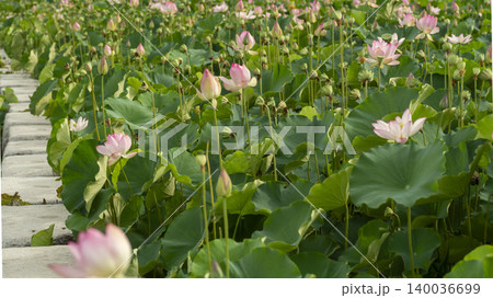 lotus 140036699
