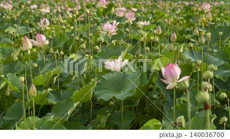lotus lotus 140036700
