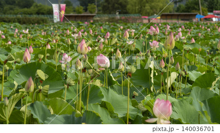 lotus lotus 140036701