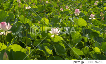 lotus 140036705