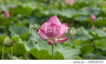 lotus lotus 140036733