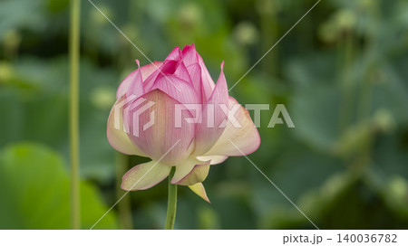 lotus lotus 140036782