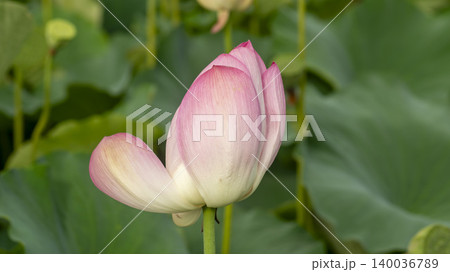 lotus lotus 140036789