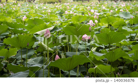 lotus lotus 140036876