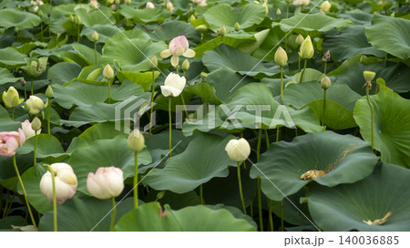 lotus 140036885