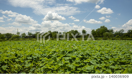 lotus lotus 140036909
